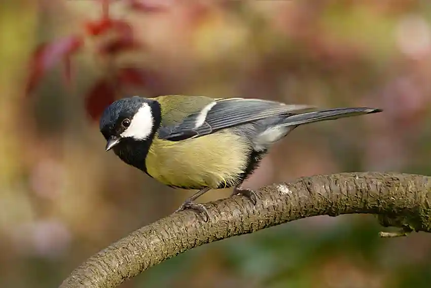 Mésange pour maison pour moineaux et mésanges